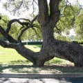 Tracing Family Trees In The Lone Star State: A Guide To Genealogy Research In Austin, TX